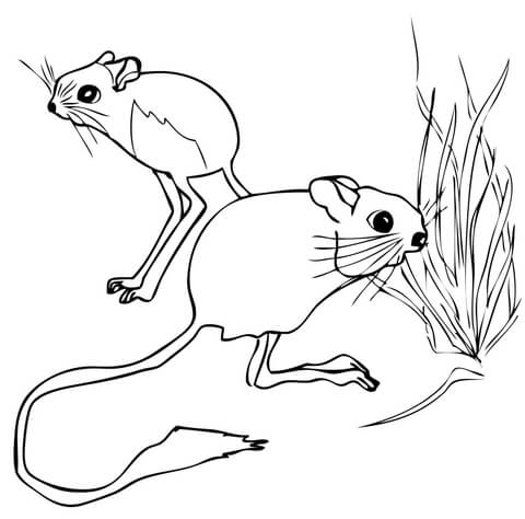 Two Jerboas Coloring Page